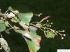 Winter-Linde (Tilia cordata) Blätter und Früchte