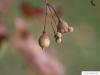 Winter-Linde (Tilia cordata) Früchte im Herbst