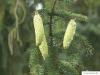 Zapfenfichte (Picea abies 'Acrocona') Zapfen jung