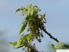Zerr-Eiche (Quercus cerris) Blüten