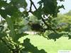 Zerr-Eiche (Quercus cerris) Eicheln und Blätter