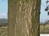 Zerr-Eiche (Quercus cerris) Stamm / Rinde / Borke