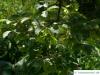 Zimt-Ahorn (Acer griseum) Blätter