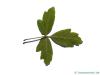 Zimt-Ahorn (Acer griseum) Blatt