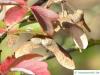 Zimt-Ahorn (Acer griseum) Früchte im Herbst