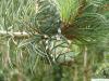 Zirbel-Kiefer (Pinus cembra) junger Zapfen
