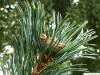 Zirbel-Kiefer (Pinus cembra) Blüte