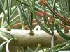 Zirbel-Kiefer (Pinus cembra) Nadeln
