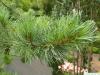 Zirbel-Kiefer (Pinus cembra) Zweig
