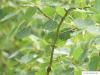 Zitter-Pappel (Populus tremula) Blätter