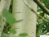 Zitter-Pappel (Populus tremula) Stamm / Borke / Rinde