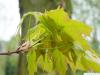 Zucker-Ahorn (Acer saccharum) im Austrieb