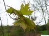 Zucker-Ahorn (Acer saccharum) Blätter im Frühjahr