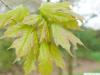 Zucker-Ahorn (Acer saccharum) Blätter