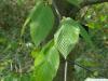 Zucker-Birke (Betula lenta) Blätter
