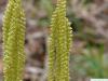 Zucker-Birke (Betula lenta) Blüte zoom