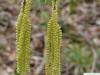 Zucker-Birke (Betula lenta) Blüte