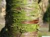 Zucker-Birke (Betula lenta) Stamm