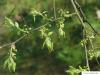 amerikanischer Zürgelbaum (Celtis occidentalis) Austrieb im Frühjahr