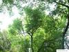 amerikanischer Zürgelbaum (Celtis occidentalis) Baum