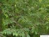 amerikanischer Zürgelbaum (Celtis occidentalis) Blätter