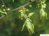 amerikanischer Zürgelbaum (Celtis occidentalis) Blütenknospen