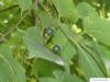 amerikanischer Zürgelbaum (Celtis occidentalis) Früchte