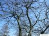 amerikanischer Zürgelbaum (Celtis occidentalis) Baumkrone im Winter