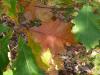zweifarbige Eiche (Quercus bicolor) Herbstfärbung