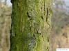 zweifarbige Eiche (Quercus bicolor) Stamm / Rinde / Borke