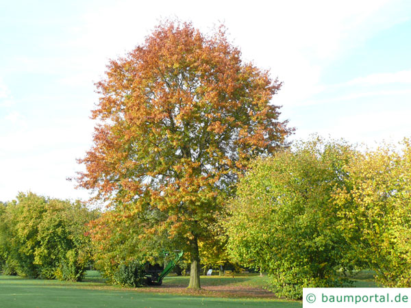 Sumpf-Eiche (Quercus palustis) Baum im Herbst