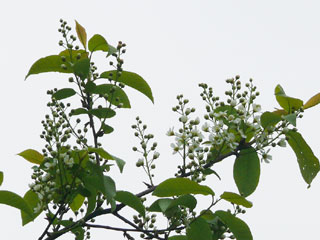 Blüten der Traubenkirsche