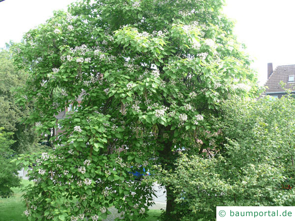 Trompetenbaum (Catalpa bignonioides) Baum im Sommer