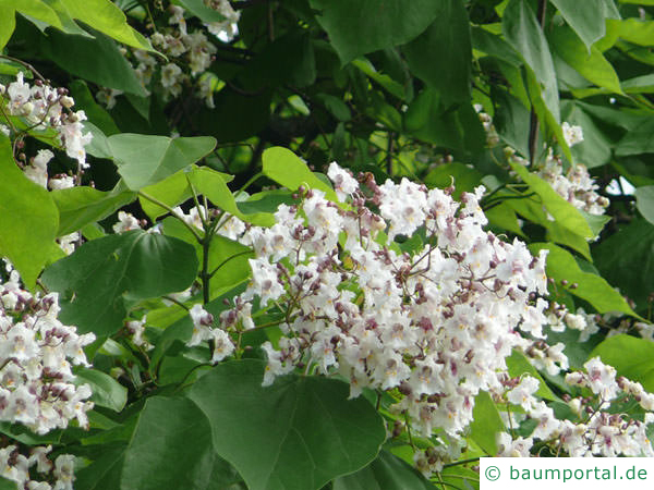 Trompetenbaum (Catalpa bignonioides) Blüte