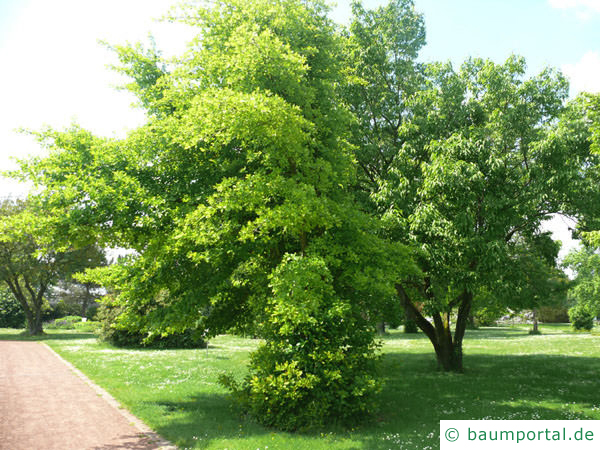 Tupelobaum (Nyssa sylvestris) Baum im Winter