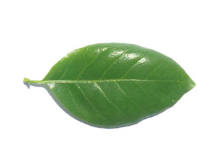 Blatt Tupelobaum