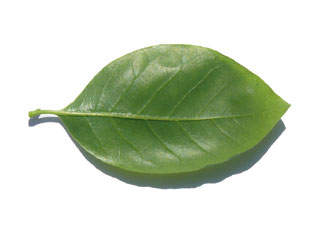 Blatt Unterseite Tupelobaum