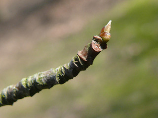 Endknospe Tupelobaum