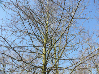 Krone Tupelobaum