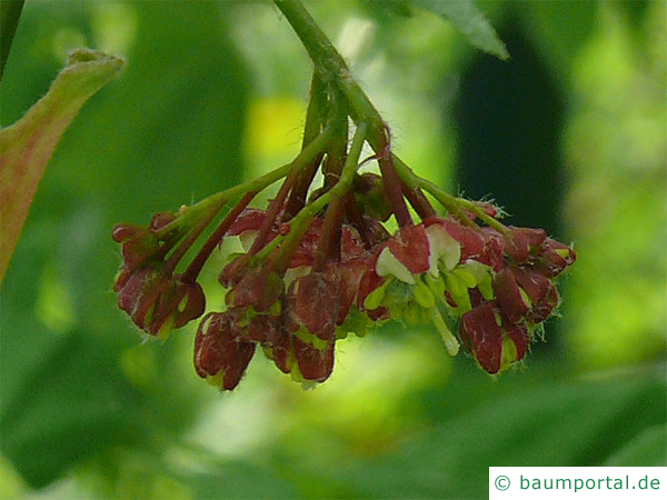 Wein-Ahorn (Acer circinatum) Blüte