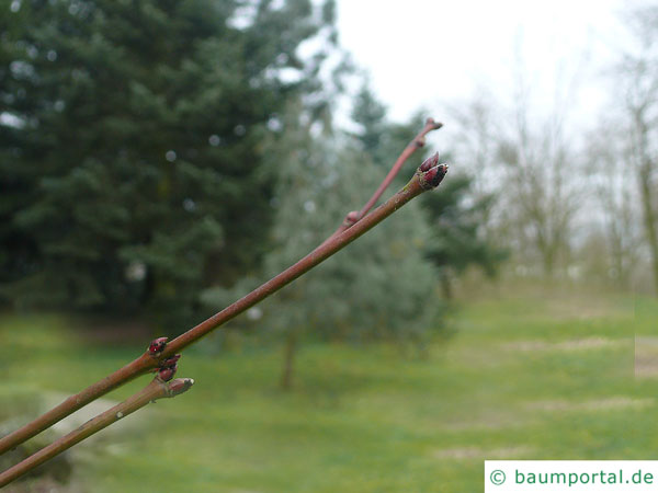 Wein-Ahorn (Acer circinatum) Endknospe