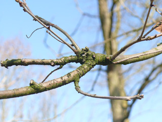 Weiß-Eiche Zweig