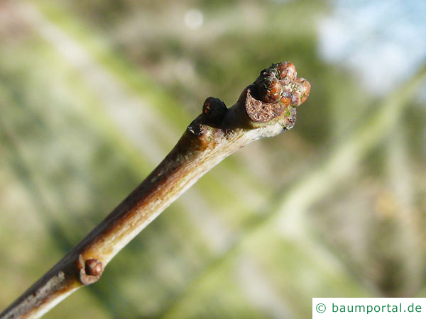 Weiß-Eiche (Quercus alba) Endknospe