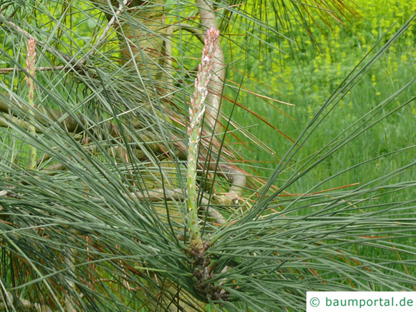 Weiß-Kiefer | Pinus sabiniana