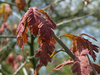 Weiß-Eiche rote Blätter