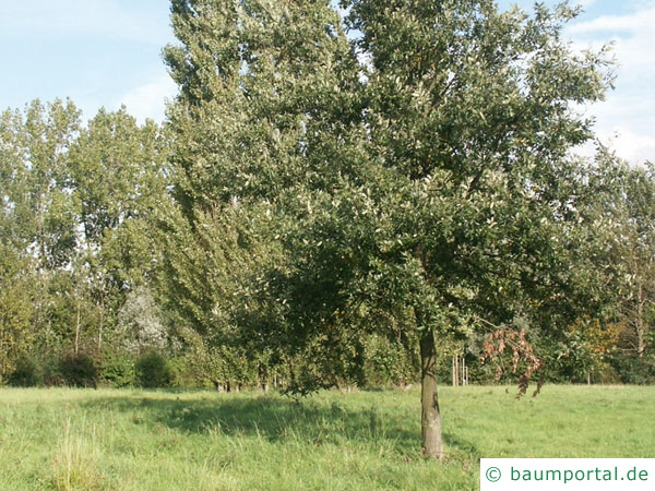 Zerr-Eiche (Quercus cerris) Baum