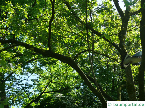 Zimt-Ahorn (Acer griseum) Baumkrone im Sommer