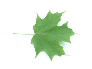Zucker-Ahorn Blatt