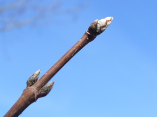 Knospe des Zuckerahorns