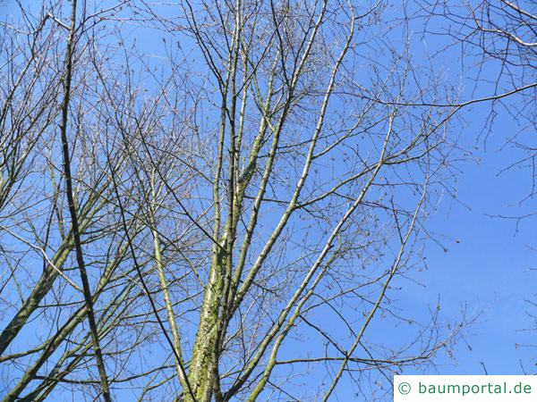 Zucker-Birke (Betula lenta) Baum im Winter